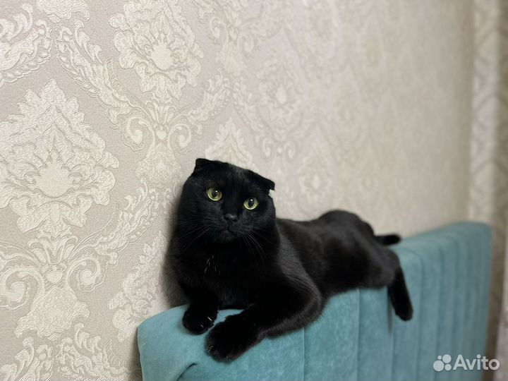 Вислоухий кот