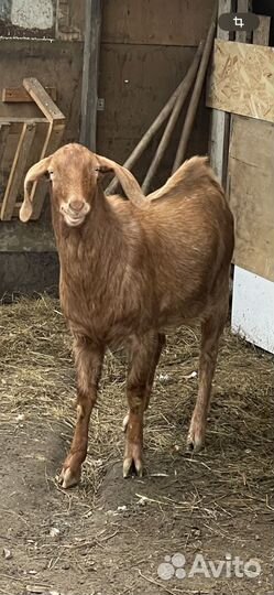 Нубийский козел
