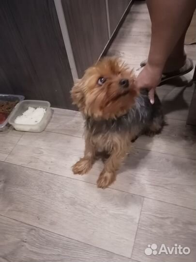 Продаю йоркширский терьер