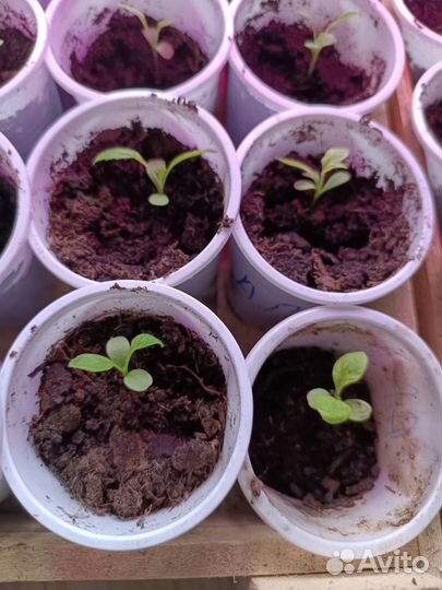 Рассада астры