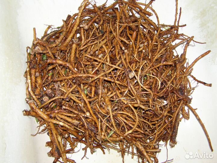 Корень одуванчика