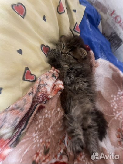 Шотландский котенок