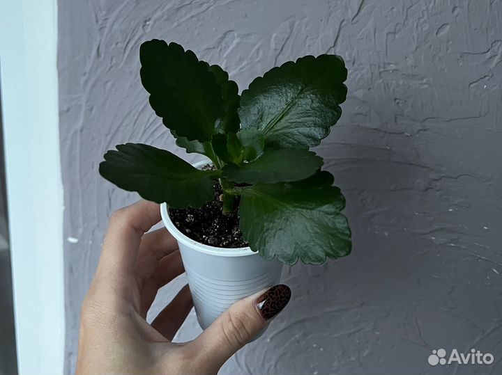 Каланхоэ розовая