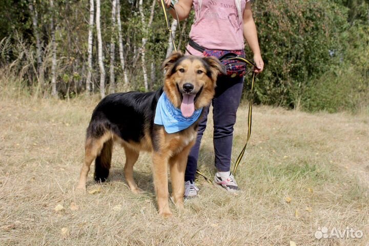 Супер пёс в добрые руки