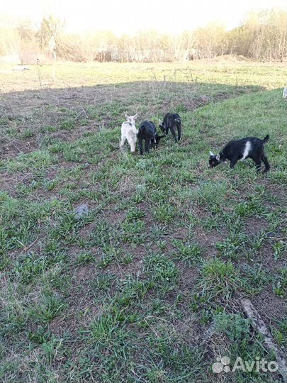 Продаю козлят