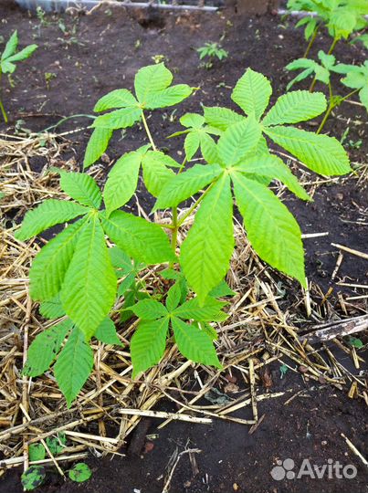 Каштан. Саженцам 3 года