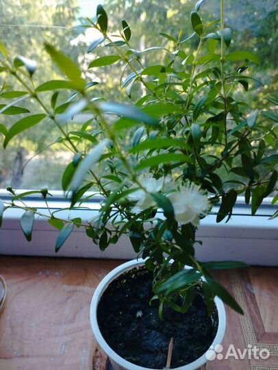 Миртовое дерево