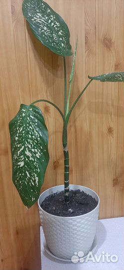 Диффенбахия