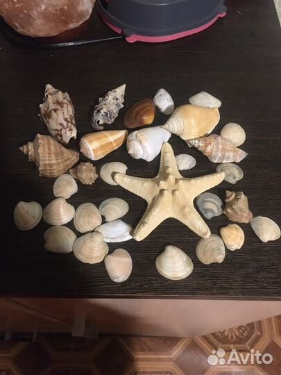 Морские ракушки