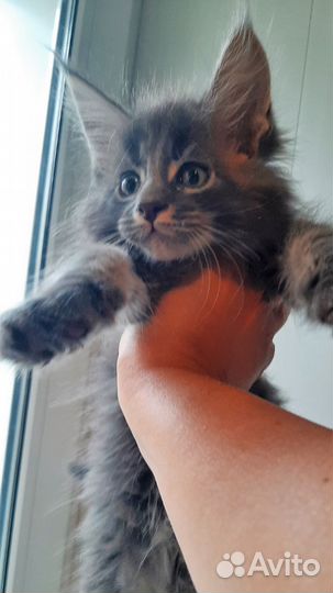 Котята мейн-кун