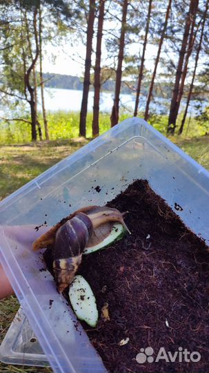 Улитки ахатины бесплатно