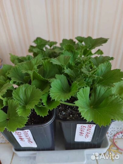 Пеларгония герань королевская