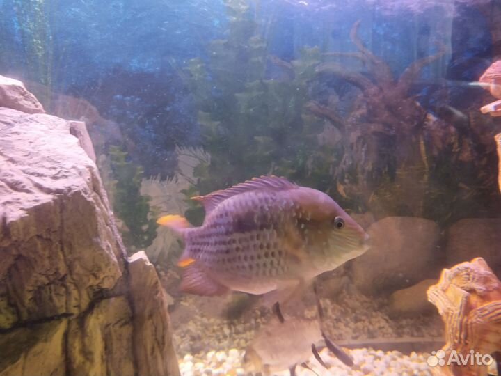 Аквариумные рыбки