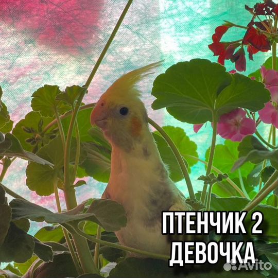 Попугай корелла птенцы