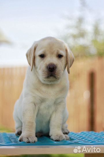 Щенки лабрадора