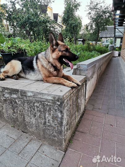 Щенки немецкой овчарки