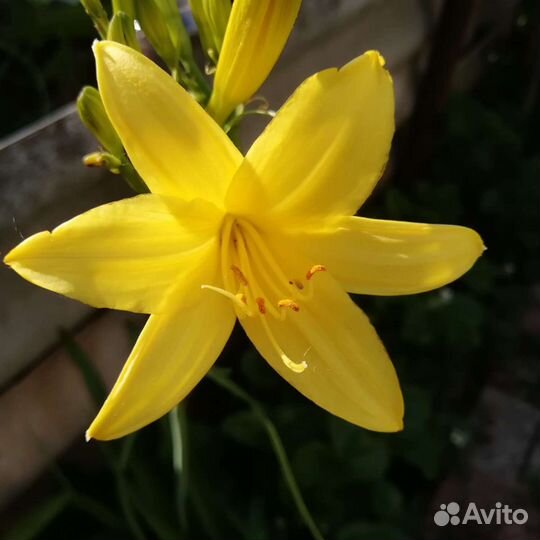 Ирисы, линейник