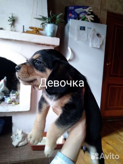 Щенки спаниеля в добрые руки