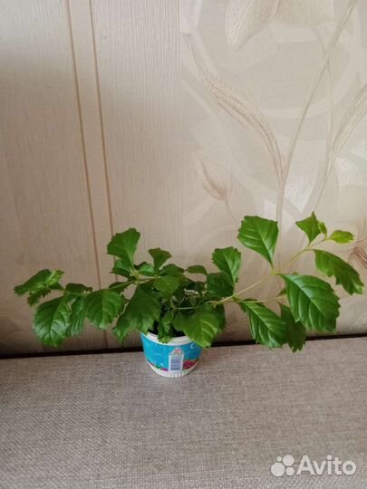 Оксалис, дуранта, бегония, традеск-я, глоксиния