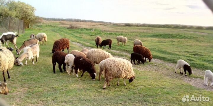Бараны,Дорпер, Эдэльбай, Миренос, Романовские