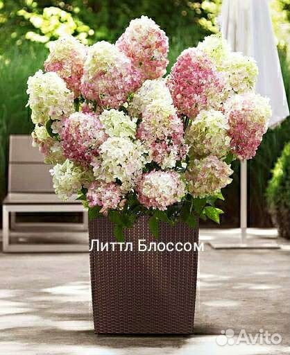 Карликовые гортензии