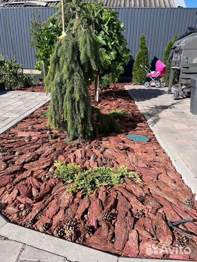 Мульча кора Лиственницы