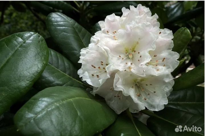 Рододендрум копоткоплодный