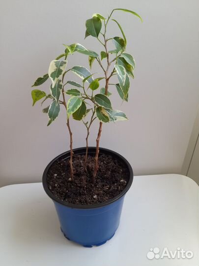 Фикус бенджамина