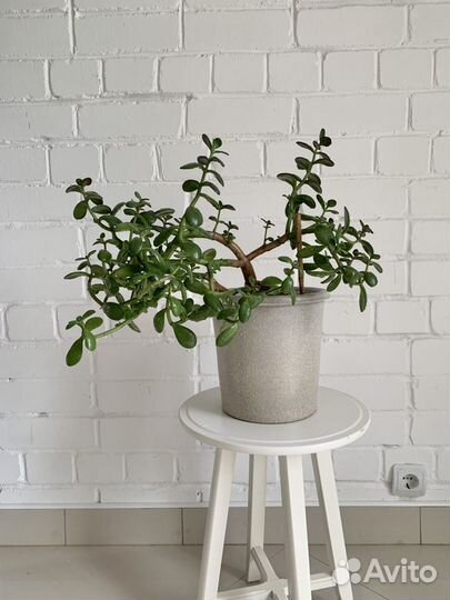 Эпипремнум, фикус бенджамина, толстянка, эластика