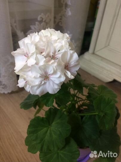 Пеларгония / герань разные сорта