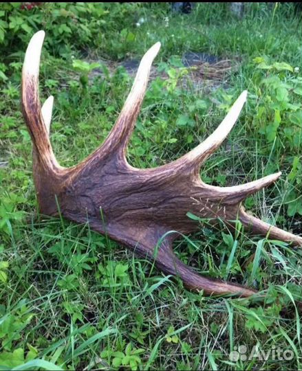 Рога оленя И лося