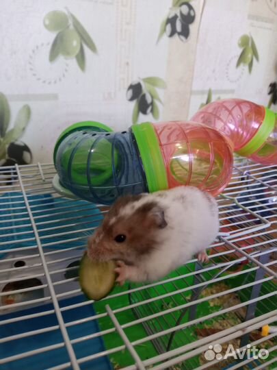 Сирийский хомяк с клетками
