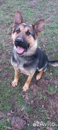 Щенки немецкой овчарки, девочки