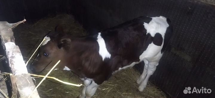 Телёнок бычок