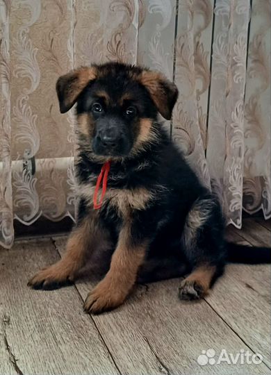 Немецкая овчарка