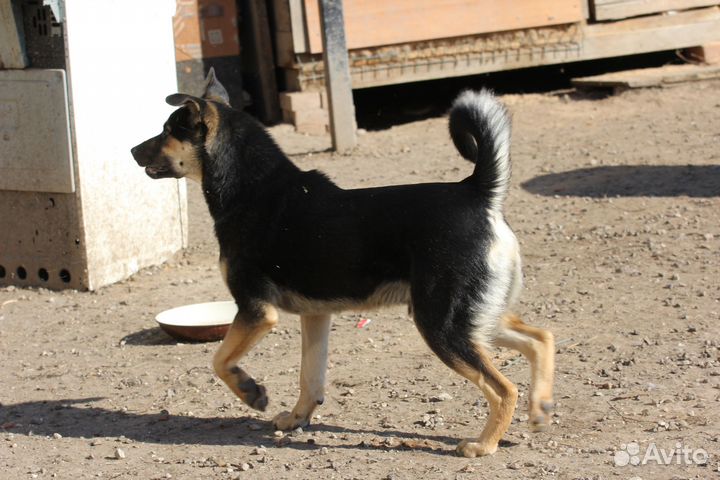 Собака Джастин