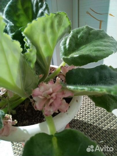 Фиалка цветущая