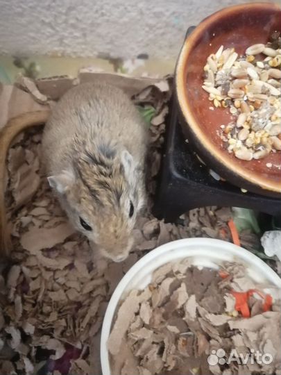 Мышь песчанка мальчик и девочка отдаю вместе