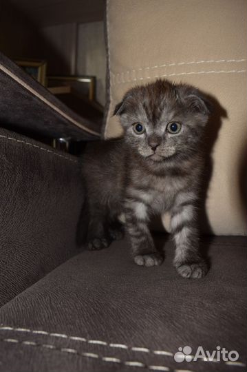 Шотландская