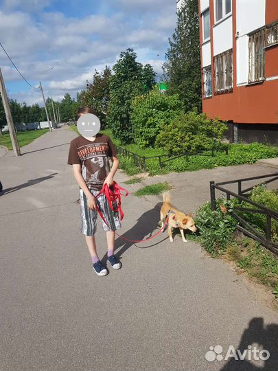 Маленький песик в добрые руки