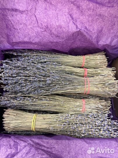 Лаванда сухоцвет