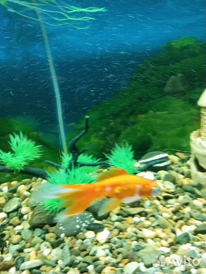 Телескоп, длина с хвостом 9 см