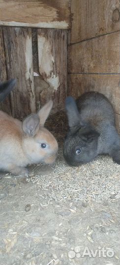 Кролики мясных пород