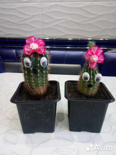 Садик из суккулентов