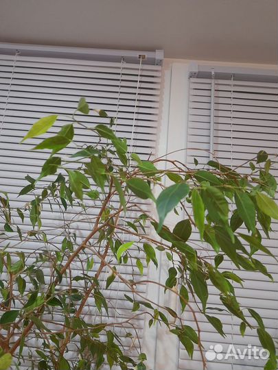 Фикус бенжамина