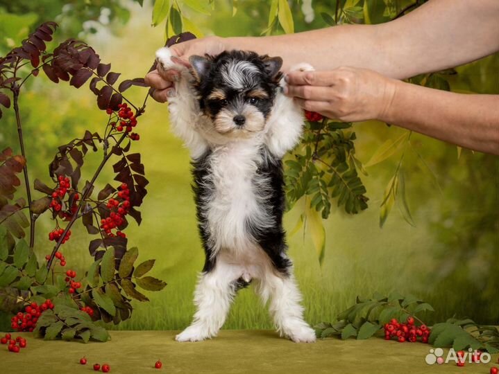 Щенок бивер терьер