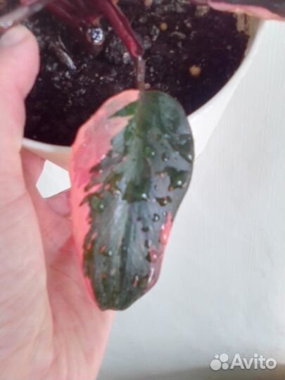 Филодендрон розовая принцесса