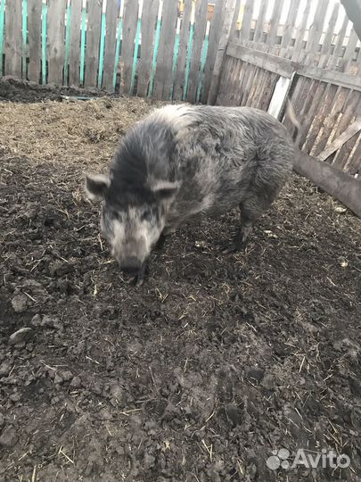 Хряк продам