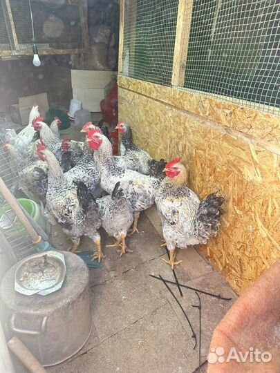 Молодые петухи мастер грей