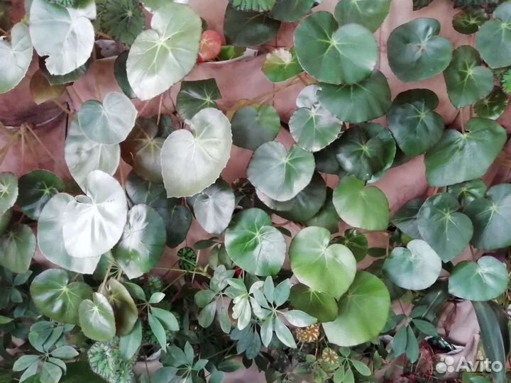 Бемерия, фикусы, финиковая пальма и др